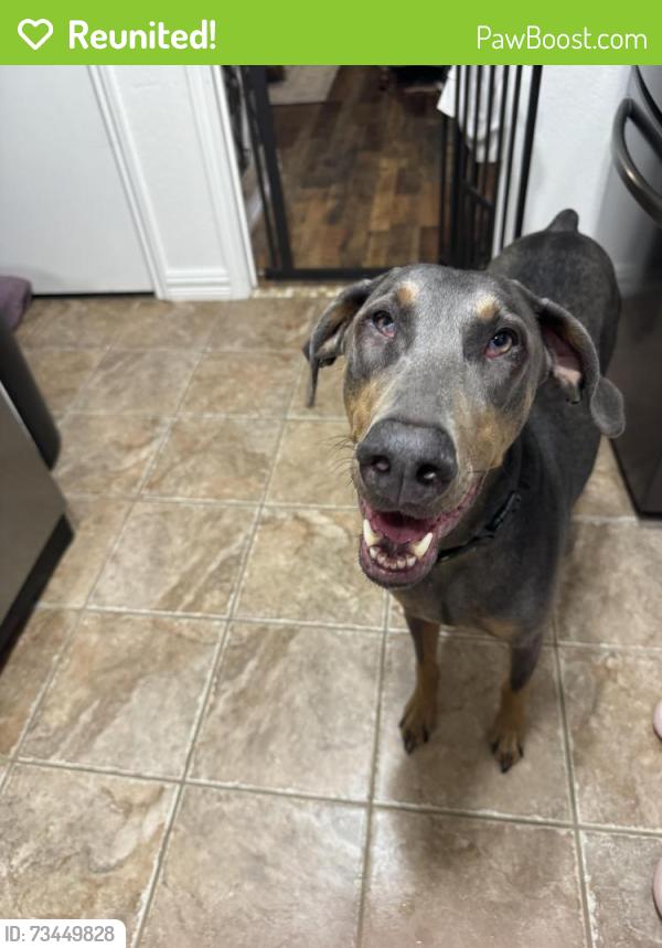 Reunited Female Dog last seen Schreiber & Clearhaven in Coomer Creek neighborhood in Garland, TX, Garland, TX 75040