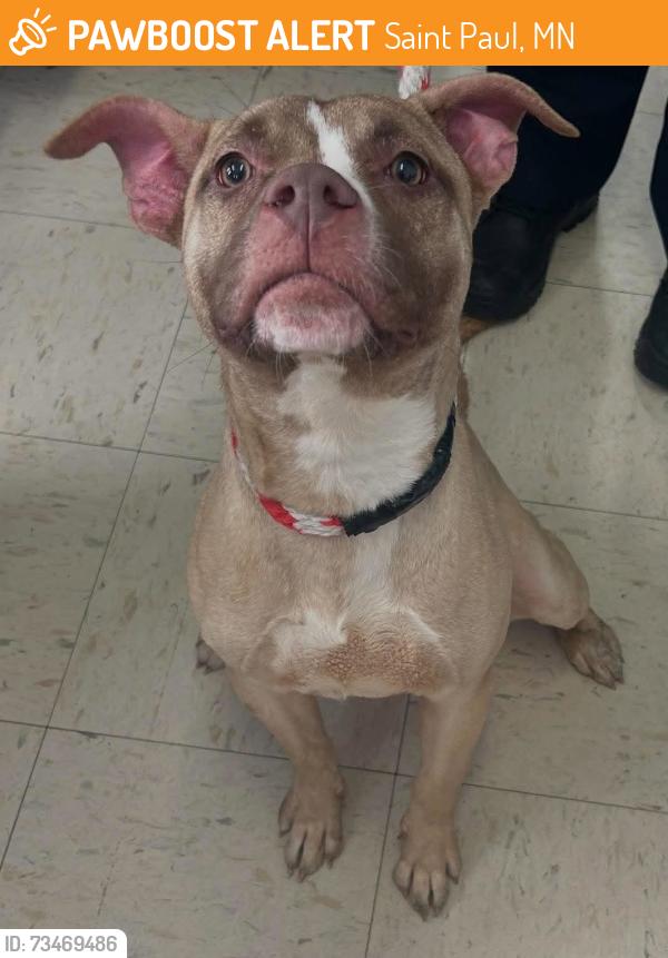 Found/Stray Female Dog last seen Rice and Lyton, Saint Paul, MN 55117