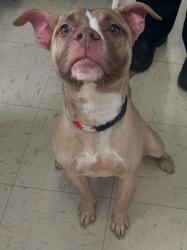 Found/Stray Female Dog last seen Rice and Lyton, Saint Paul, MN 55117