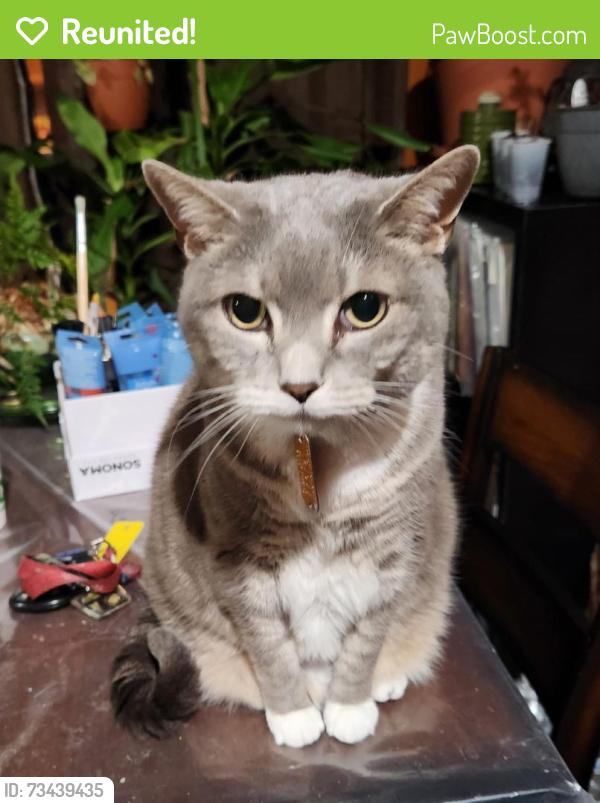 Reunited Female Cat last seen Maizefield Lane & Dairy Glen, Fuquay-Varina, NC 27526