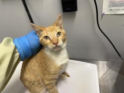 Shelter Stray Male Cat last seen Near BLOCK 354TH AVE SE, RAVENSDALE WA 98051, 21615 64th Ave S, Kent, WA 98032, USA