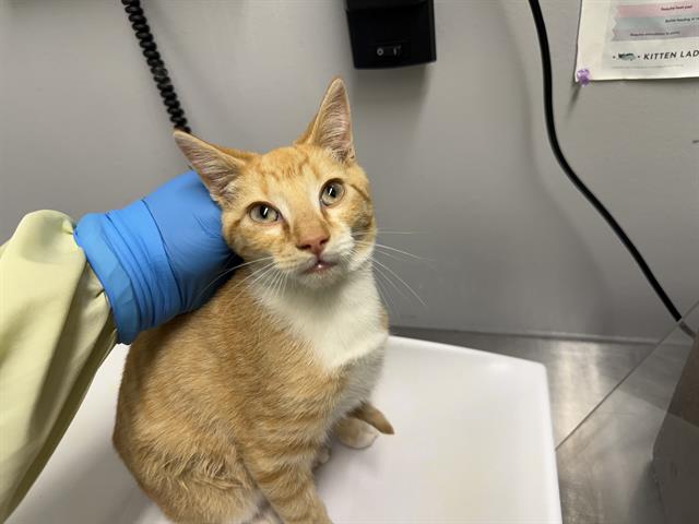 Shelter Stray Male Cat last seen Near BLOCK 354TH AVE SE, RAVENSDALE WA 98051, 21615 64th Ave S, Kent, WA 98032, USA