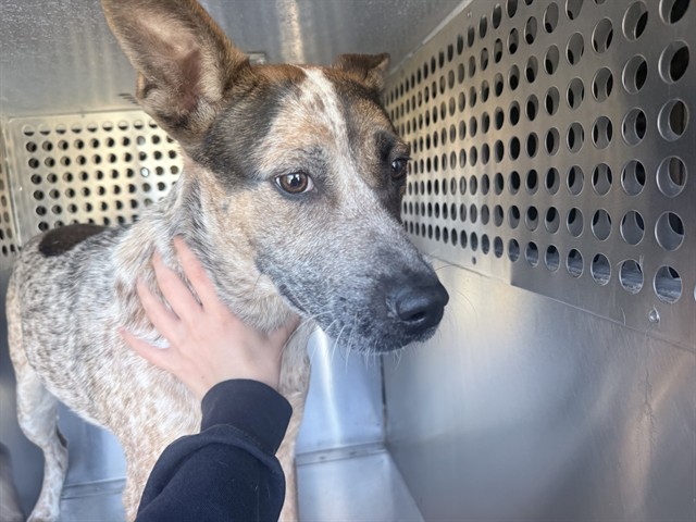 Shelter Stray Female Dog last seen W THOMAS RD AND N 99TH AVE, 2500 S 27th Ave, Phoenix, AZ 85009, USA