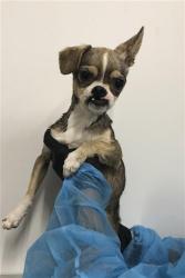 Shelter Stray Male Dog last seen Near BLOCK E NORMAL AVE, FRESNO CA 93703 3121, 5277 E Airways Blvd, Fresno, CA 93727, USA