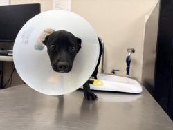 Shelter Stray Female Dog last seen Near BLOCK ROAD 234, TERRA BELLA, CA, Visalia, CA 93292, USA