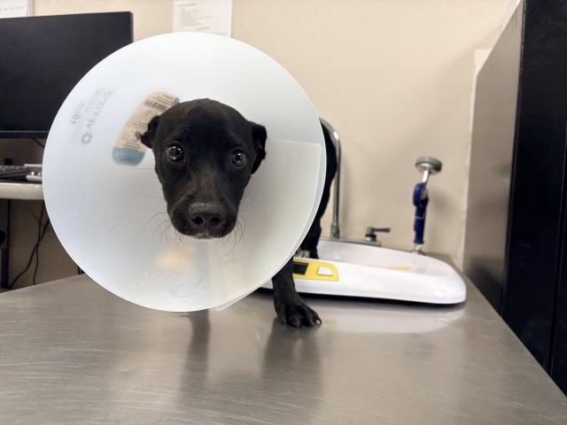 Shelter Stray Female Dog last seen Near BLOCK ROAD 234, TERRA BELLA, CA, Visalia, CA 93292, USA