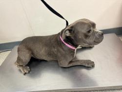 Shelter Stray Female Dog last seen Near BLOCK ROAD 68, TULARE, CA, Visalia, CA 93292, USA