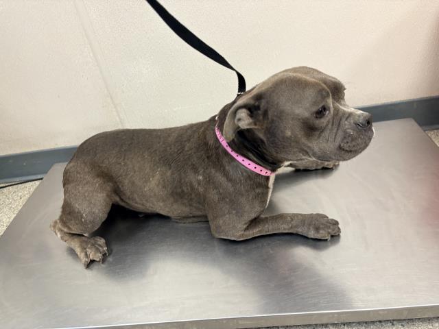 Shelter Stray Female Dog last seen Near BLOCK ROAD 68, TULARE, CA, Visalia, CA 93292, USA