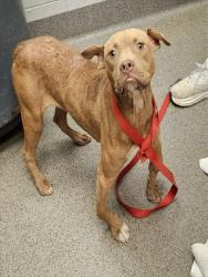 Shelter Stray Female Dog last seen Near BLOCK HURRICANE CREEK RD, 4950 SW Triana Blvd, Huntsville, AL 35805, USA