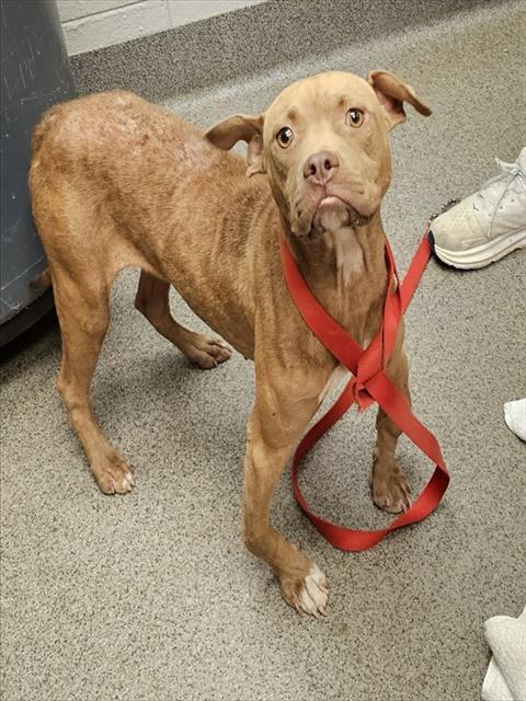 Shelter Stray Female Dog last seen Near BLOCK HURRICANE CREEK RD, 4950 SW Triana Blvd, Huntsville, AL 35805, USA