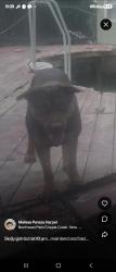 Lost Male Dog last seen Mainland / tezel, San Antonio, TX 78250
