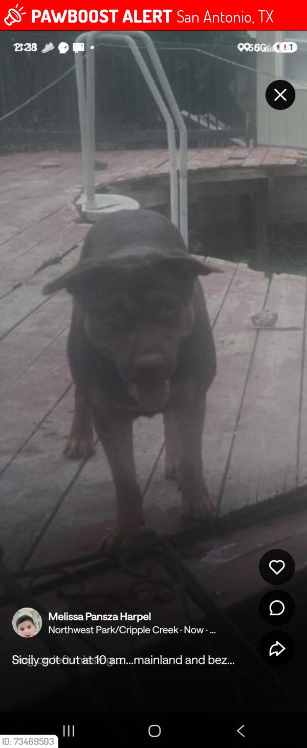 Lost Male Dog last seen Mainland / tezel, San Antonio, TX 78250