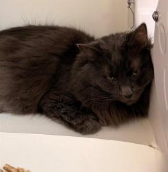 Shelter Stray Female Cat last seen Near, 5001 E Raymond St, Indianapolis, IN 46203, USA