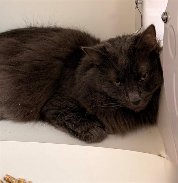 Shelter Stray Female Cat last seen Near, 5001 E Raymond St, Indianapolis, IN 46203, USA