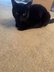 Lost Male Cat last seen Near Timothy rd, Naugatuck, CT 06770
