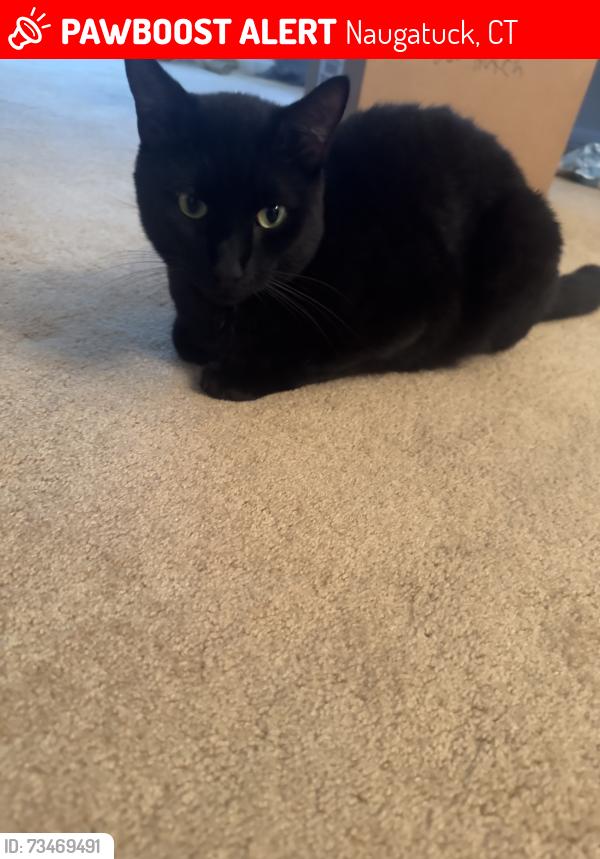 Lost Male Cat last seen Near Timothy rd, Naugatuck, CT 06770