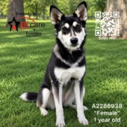 Shelter Stray Female Dog last seen , 1850 W 60th St, Los Angeles, CA 90047, USA