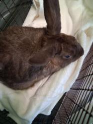 Shelter Stray Male Other last seen , 1850 W 60th St, Los Angeles, CA 90047, USA