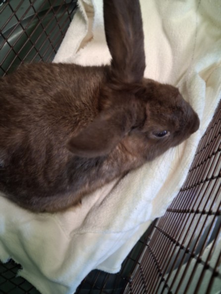 Shelter Stray Male Other last seen , 1850 W 60th St, Los Angeles, CA 90047, USA
