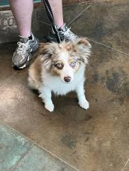 Shelter Stray Female Dog last seen DAVIS LANDING, 31078 LA-36, Lacombe, LA 70445, USA
