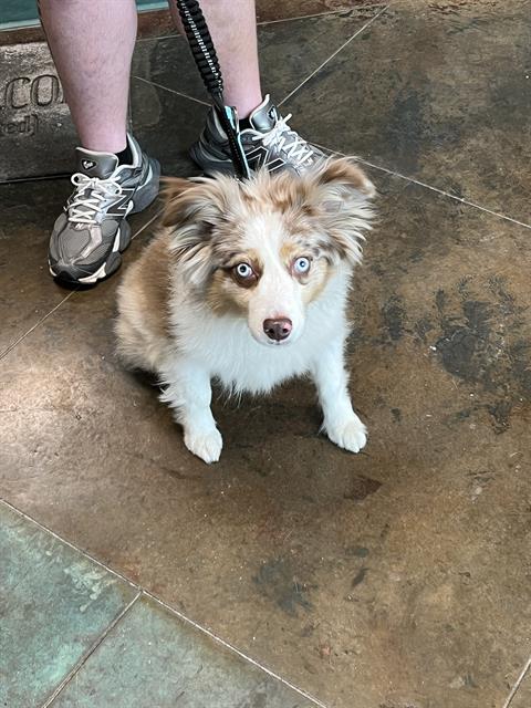 Shelter Stray Female Dog last seen DAVIS LANDING, 31078 LA-36, Lacombe, LA 70445, USA