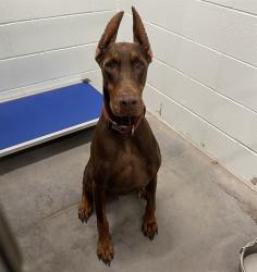 Shelter Stray Female Dog last seen SUNNY OAKS WAY & TARA OAKS DR LADY LAKE, 12280 County Rd 448, Tavares, FL 32778, USA