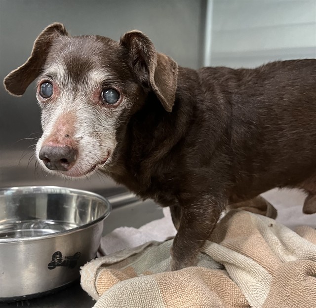 Shelter Stray Male Dog last seen WALGREENS @ CITRUS BLVD LEESBURG, 12280 County Rd 448, Tavares, FL 32778, USA