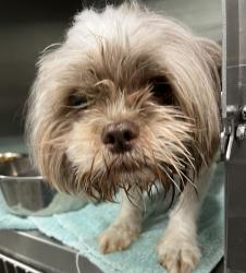 Shelter Stray Male Dog last seen WOLF BRANCH RD MOUNT DORA, 12280 County Rd 448, Tavares, FL 32778, USA