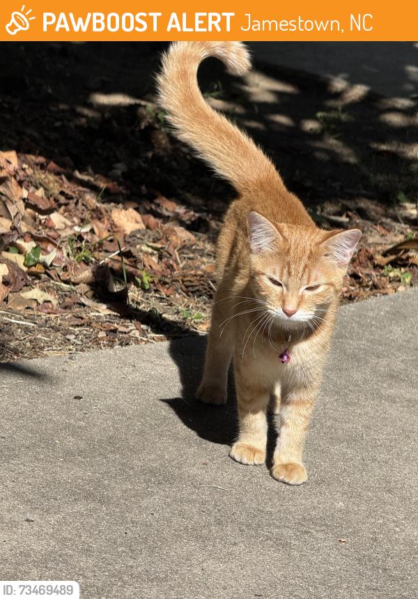 Found/Stray Female Cat last seen Colony dr Jamestown nc, Jamestown, NC 27282