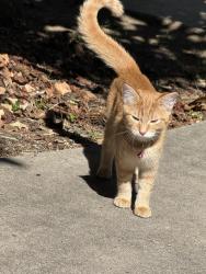 Found/Stray Female Cat last seen Colony dr Jamestown nc, Jamestown, NC 27282