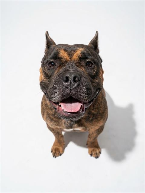 Shelter Stray Female Dog last seen Near BLOCK HARLOW RD, 2020 Forest St, Jacksonville, FL 32204, USA