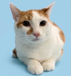 Shelter Stray Male Cat last seen , 3201 Lacy St, Los Angeles, CA 90031, USA