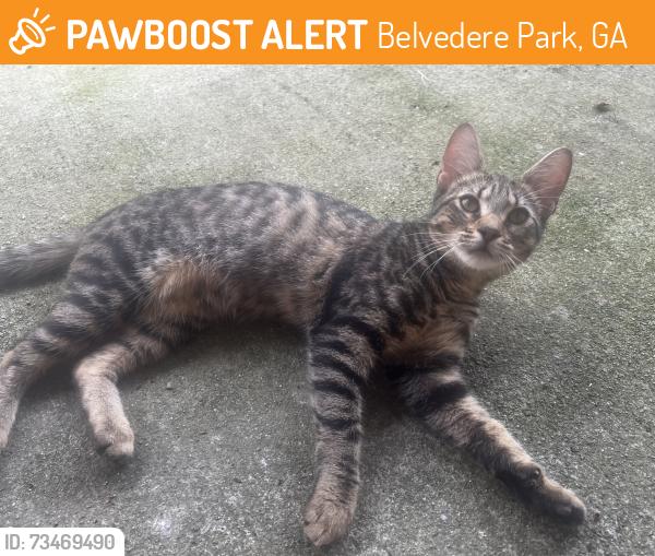 Found/Stray Female Cat last seen The Pool Turtle, Belvedere Park, GA 30032