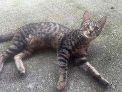 Found/Stray Female Cat last seen The Pool Turtle, Belvedere Park, GA 30032