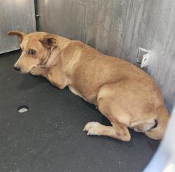 Shelter Stray Female Dog last seen Near BLOCK SW 24TH ST, 4710 TX-151, San Antonio, TX 78227, USA