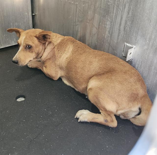 Shelter Stray Female Dog last seen Near BLOCK SW 24TH ST, 4710 TX-151, San Antonio, TX 78227, USA