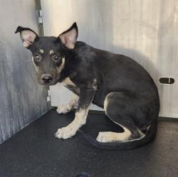 Shelter Stray Female Dog last seen Near BLOCK SW 24TH ST, 4710 TX-151, San Antonio, TX 78227, USA