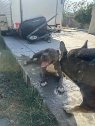 Reunited Female Dog last seen Sierra ave, Fontana, CA 92334