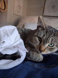 Reunited Female Cat last seen Near Feist Street, Pottstown, PA 19464