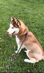 Lost Male Dog last seen State Road 26 and N 900 E, Lafayette, IN 47905