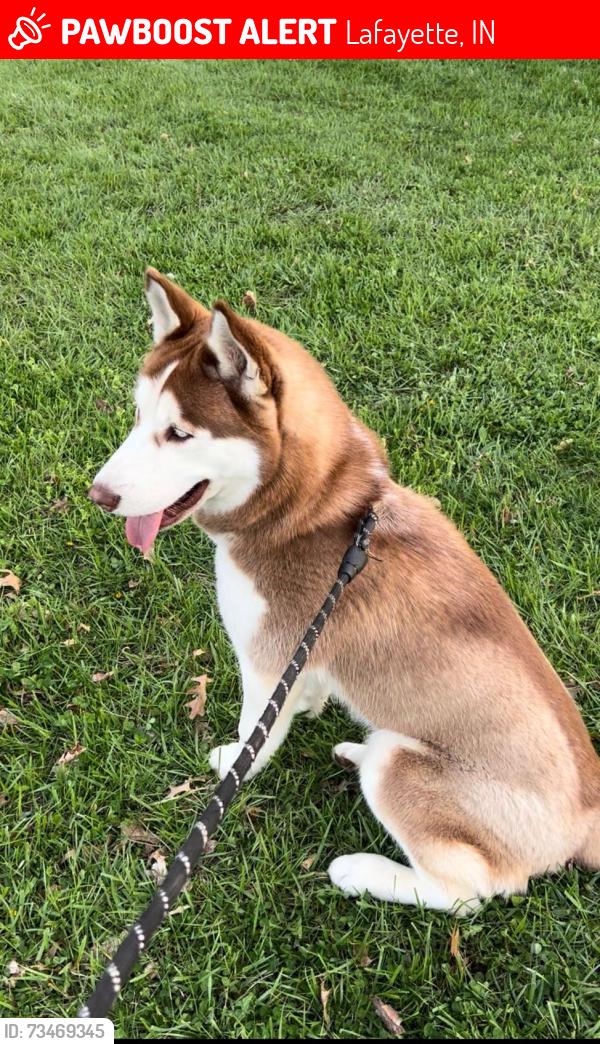 Lost Male Dog last seen State Road 26 and N 900 E, Lafayette, IN 47905