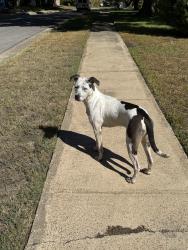 Found/Stray Female Dog last seen Spring Valley Elementary, Dallas, TX 75240