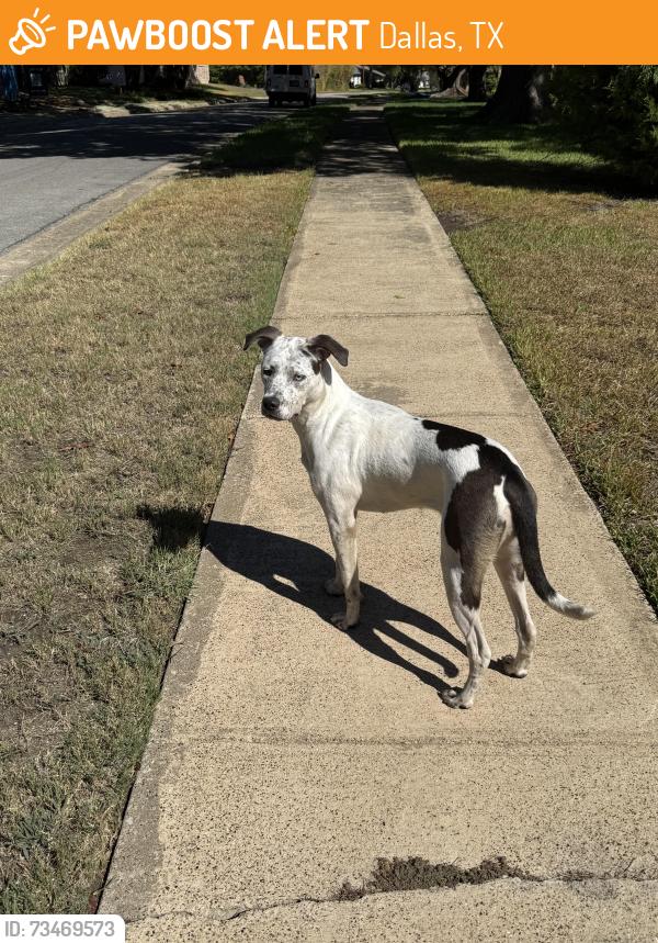 Found/Stray Female Dog last seen Spring Valley Elementary, Dallas, TX 75240