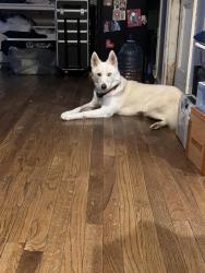 Reunited Female Dog last seen Near telephone rd, Houston, TX 77075
