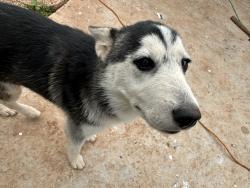 Reunited Female Dog last seen Near s high ave, Oklahoma City, OK 73129