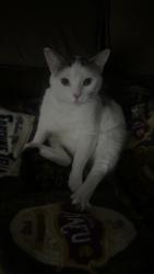 Lost Female Cat last seen Adams street and Cindy street, Old Bridge, NJ 08857