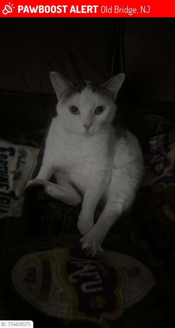 Lost Female Cat last seen Adams street and Cindy street, Old Bridge, NJ 08857