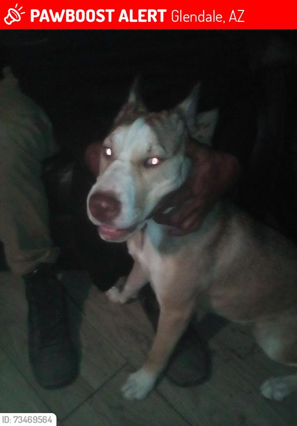 Lost Male Other last seen Near West quail Glendale, Glendale, AZ 85308