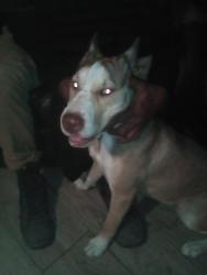 Lost Male Other last seen Near West quail Glendale, Glendale, AZ 85308