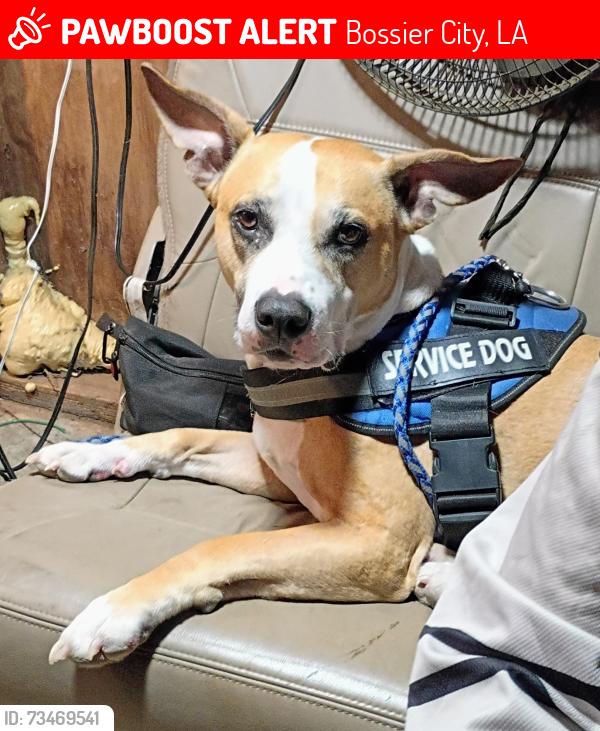 Lost Male Dog last seen Swan Lake area, Bossier City, LA 71111